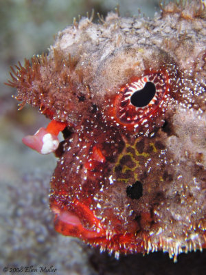 Roughback Batfish