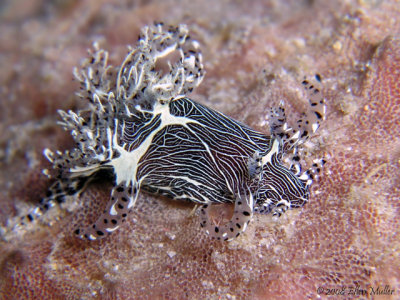 dive1719-171e195s.jpg