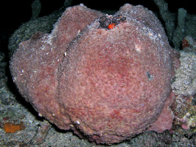 Brown Ball Sponge