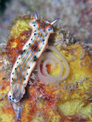 dive1721-068tc195.jpg