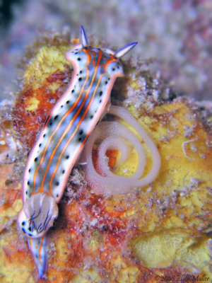 Hypselodoris w/Eggs