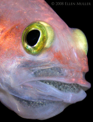 Cardinalfish - Eggs