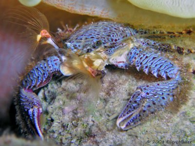 Porcelain Crab