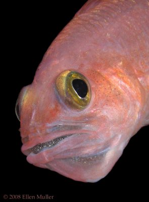 Cardinalfish with Eggs