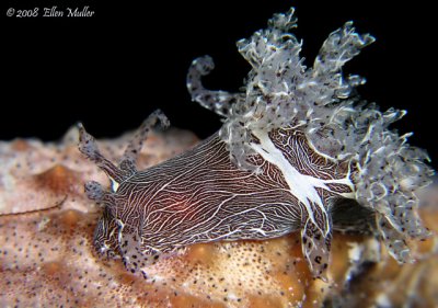 Trapania Feeding