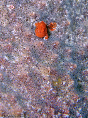 Baby Frogfish
