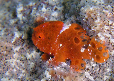 Baby Frogfish