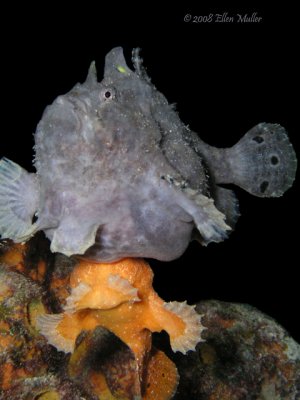 Spawning Frogfish