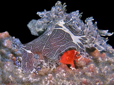 Trapania & Frogfish