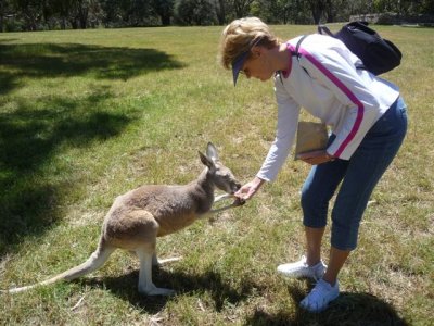 Adelaide - Mount Lofty and Cleland Wildlife109.jpg