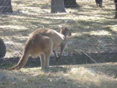 Adelaide - Mount Lofty and Cleland Wildlife40.jpg