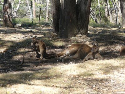 Adelaide - Mount Lofty and Cleland Wildlife45.jpg
