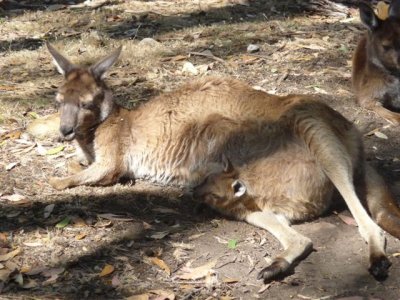 Adelaide - Mount Lofty and Cleland Wildlife47.jpg