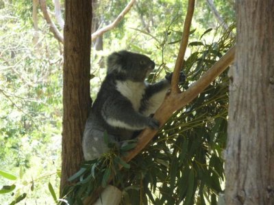 Adelaide - Mount Lofty and Cleland Wildlife86.jpg