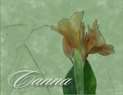 Canna Lily.jpg
