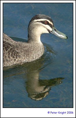 06-09-18 Pacific black duck P1060305_s.jpg