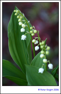 06-09-26 Lily of the Valley 3158_s.jpg