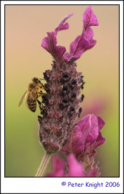 06-10-02 Bee on lavender  3230_1_s.jpg