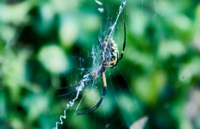 Banana Spider