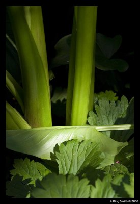 Leaves and stalks