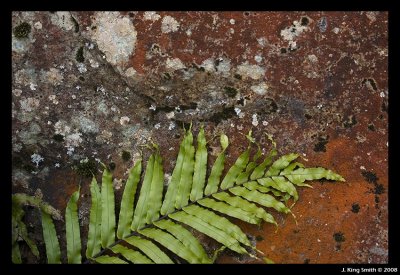 Lichen and Fern