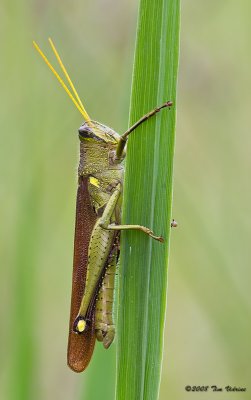 Obscura Bird Grasshopper