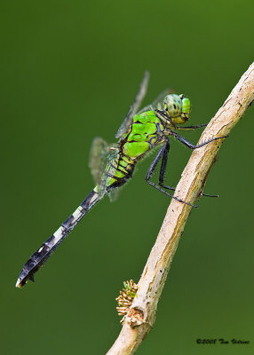 Eastern Pondhawk ♀