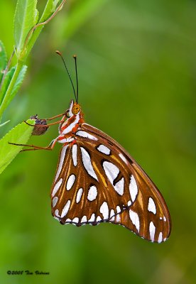 Gulf Fritillary