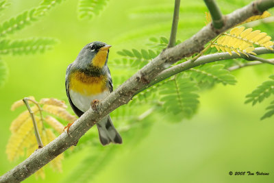  Northern Parula