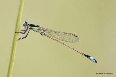 Rambus Forktail ♂