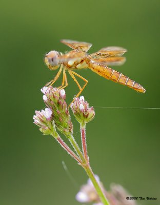 Eastern Amberwing ♀