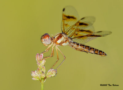 Eastern Amberwing ♀