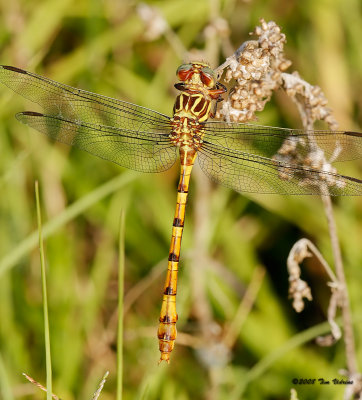 Broad-Striped Forceptail