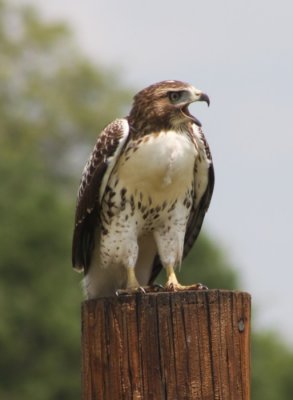 Red- tailed Hawk