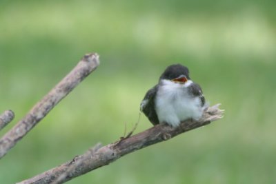 Eastern Kingbird (immature)