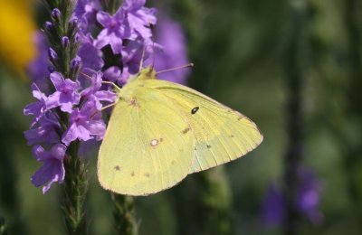 Clouded (Common) Sulphur