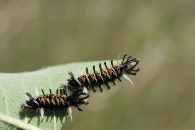 Milkweed Tussuck Caterpillars