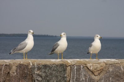 Ringed-billed Gulls