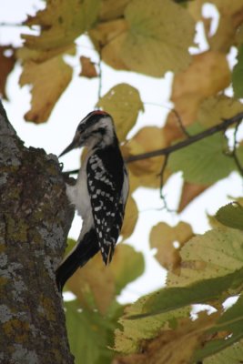 Hairy Woodpeckers