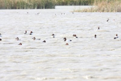 Canvasbacks