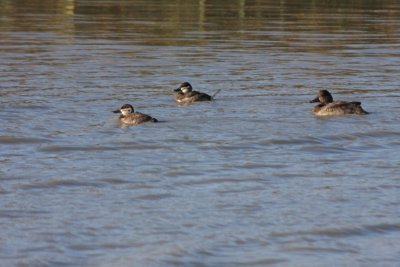 Ruddy Ducks and Ring-Necked Duck