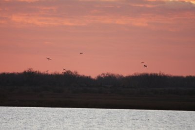 Sunset with Sandhill Cranes Coming In For the Night
