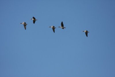 Greater white-fronted geese