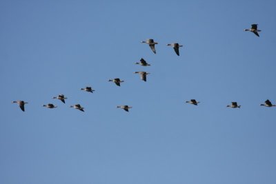 Greater white-fronted geese