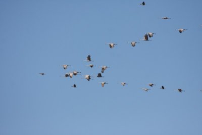 Sandhill cranes and Greater white-fronted geese
