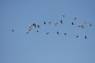 Sandhill cranes and Greater white-fronted geese