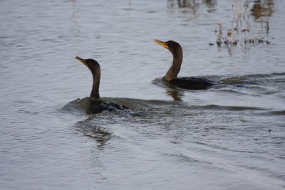 Double-crested cormorants