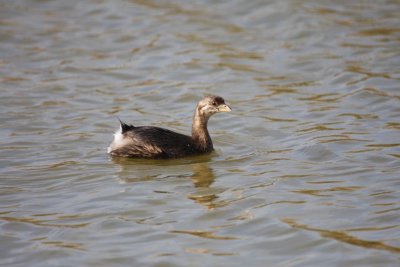 Pied-billed grebe