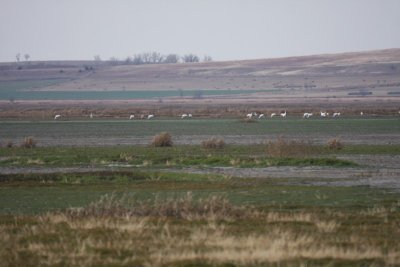 White birds in the Middle of the Photo are Whooping Cranes