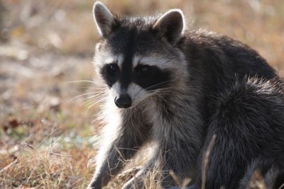 Raccoon